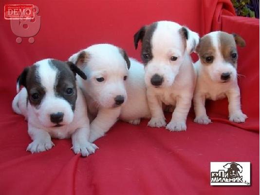 PoulaTo: Jack Russell Καθαροαιμα κουτάβια ευκαιρία Αθηνα 6988190151
